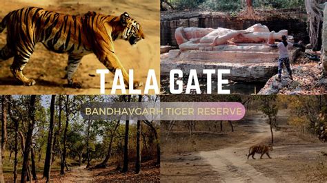 Vlog 03 Tala Gate Bandhavgarh Tiger Reserve Shesh Shaiya