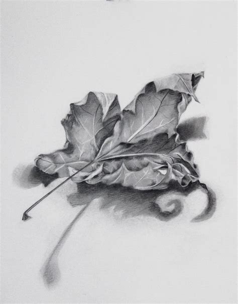 Realistic Maple Leaf Drawing In Graphite