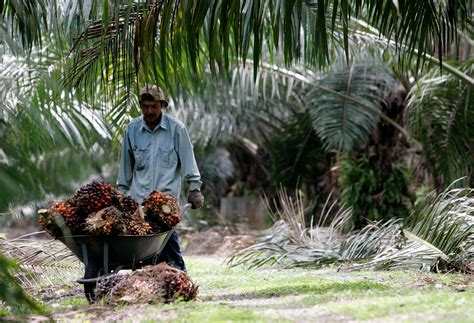 job vacancy in oil palm plantation - GradytaroJacobson
