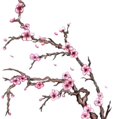 Cherry Blossom Drawing Wallpaper Free Download On Clipartmag