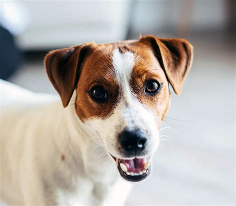 Jack Russell Terrier Rasseportrait Hunter Magazin