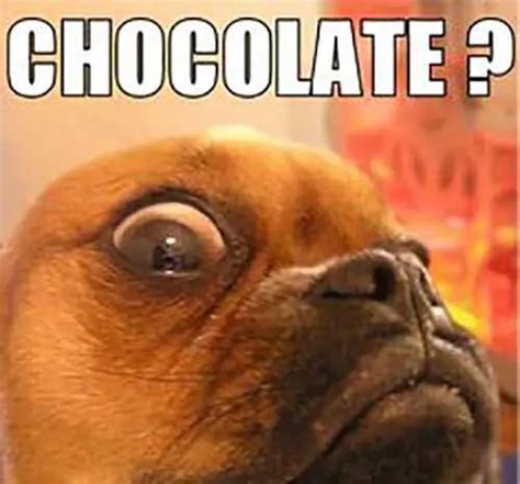 Hilarious And Relatable Images For Those Obsessed With Chocolate