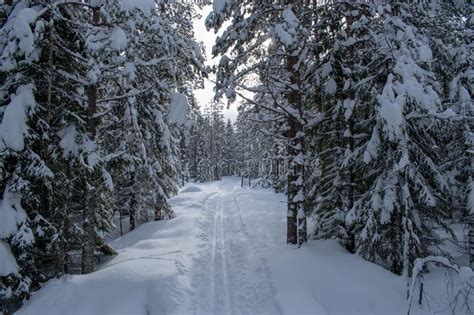 Winter Landscape In Hedmark County Norway Winter Wonderland Snow