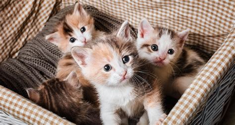 To start, bigger dogs will have bigger litters. How Many Kittens Are in a Litter?