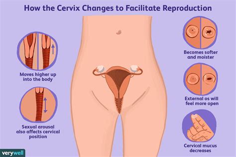 Fertile Cervical Mucus Pictures And Checking Cervical Mucus Youtube Hot Sex Picture