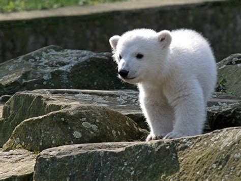 Animals Zoo Park Polar Bear Cubs Cute Pictures Polar Bear Cub Pictures