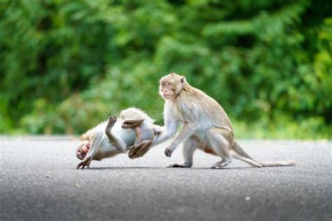 Two Monkeys Are Performing Punching And Battling For To Lead Of The