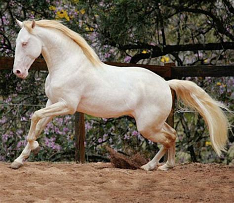 A White Horse Is Galloping In An Enclosed Area With Purple Flowers