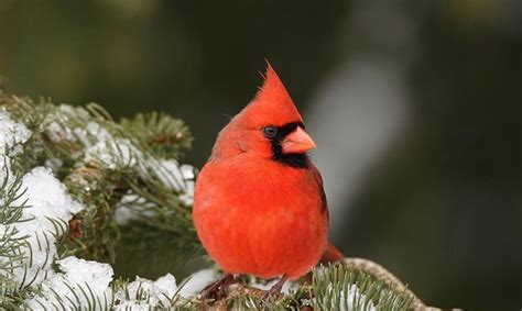 What Is The State Bird Of West Virginia Northern Cardinal