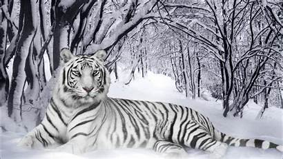 Tiger Cub Siberian