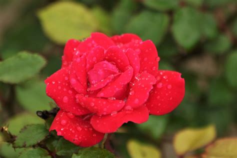 Nearly every garden has space for growing miniature roses. Miniature Rose Bush—Indoor Care | Dengarden