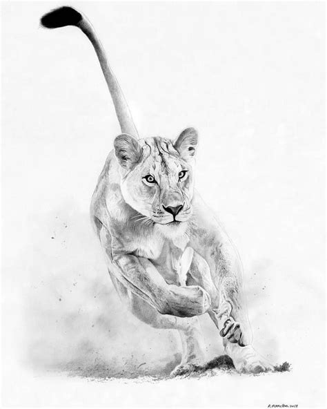Lioness Hunting Pencil On Paper 50 X 70 Cm January 2019 Photo