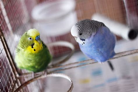 Budgie Keeping Budgies Guide Omlet Uk