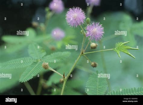 Sensitive Plant Mimosa Pudica Inflorescences Stock Photo Alamy