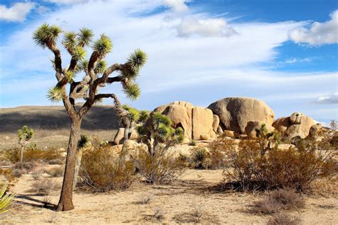 Best Joshua Tree Hikes For First Time Visitors