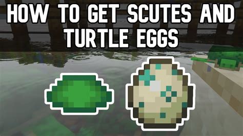 How To Get Scutes And Turtle Eggs In Minecraft Youtube