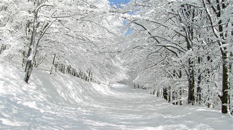 Nature Landscapes Winter Snow Trees Forest White Roads