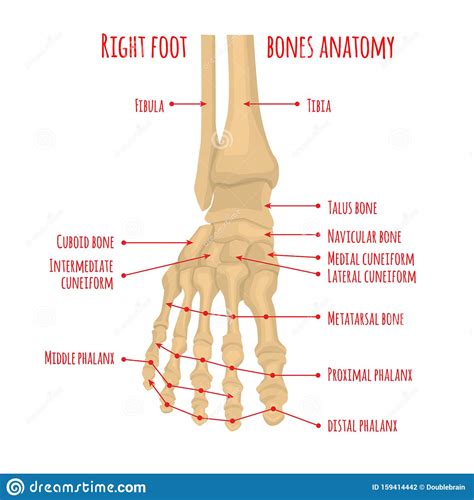 Foot Bones Anatomy Stock Vector Illustration Of Bones 159414442