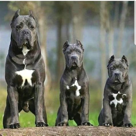 16 Historical Facts About Cane Corso Dods You Might Not Know Page 2