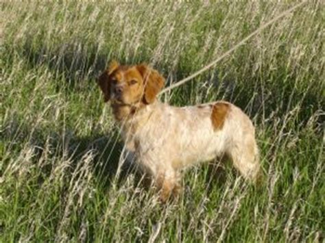 Find the perfect brittany puppy at puppyfind.com. Brittany Spaniel Puppies in Minnesota