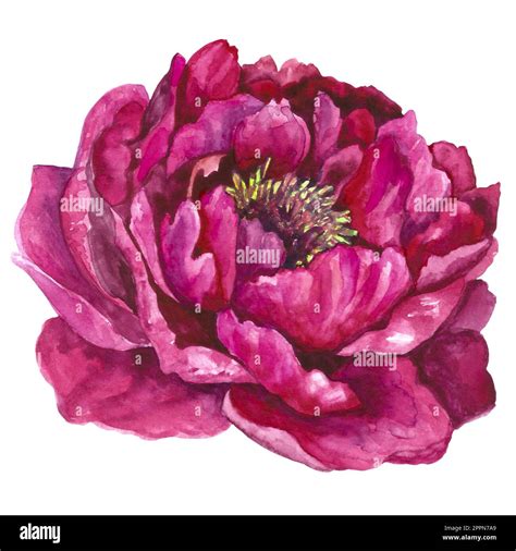 Watercolor Illustration Of Magenta Pink Peony Flower Isolated On White