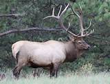 Images of Elk Racks