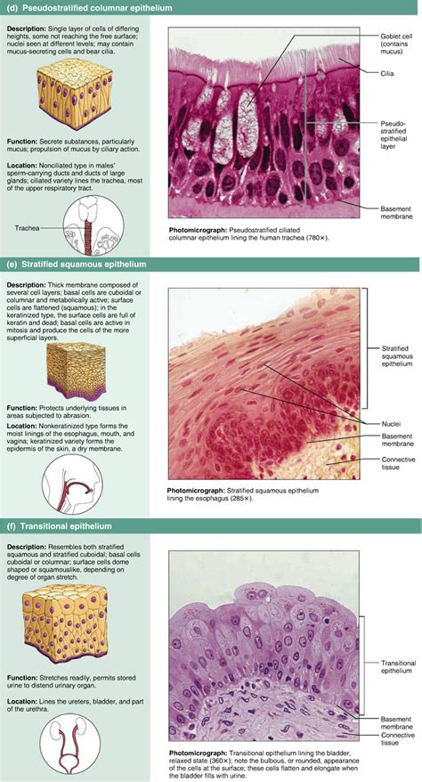 Epithelial Tissues Stratified Human Anatomy And