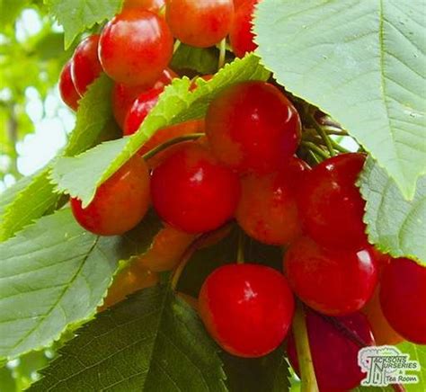 Pretty white flowers are followed by large, dark red fruits that are sweet and juicy with a good classic cherry flavour. How to grow your own cherry tree - Jackson's Online Garden ...