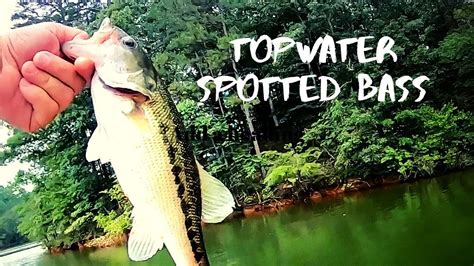 Topwater Spotted Bass Youtube