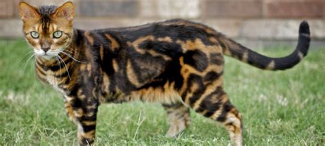 Bengal cat coat colors and patterns all items below shared from bengalcats.co if you are visiting our site from a mobile device you may have a better bengal cats are more than small, domestic versions of their larger cousins from the jungle. Bengal | Exotic House Cat