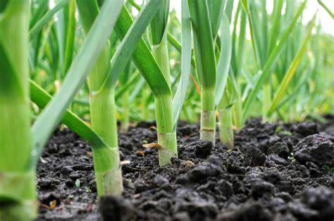 Growing Garlic For Beginners The Definitive Guide Hort Zone