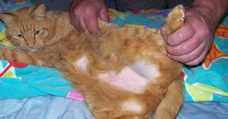 Allergies to fleas and mosquitoes Feline Diseases With Hair Loss