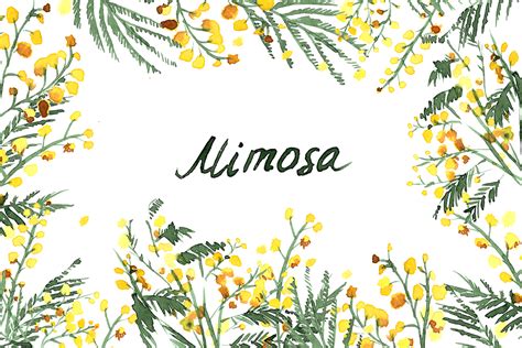 Mimosa Flowers Watercolor Clipart Hand Drawn Mimosa Yellow Wedding