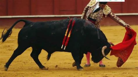 西班牙斗牛士正在嘚瑟时被公牛当场刺死腾讯视频
