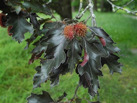 Beech Rohanii Fagus Sylvatica Rohanii Growing Guides