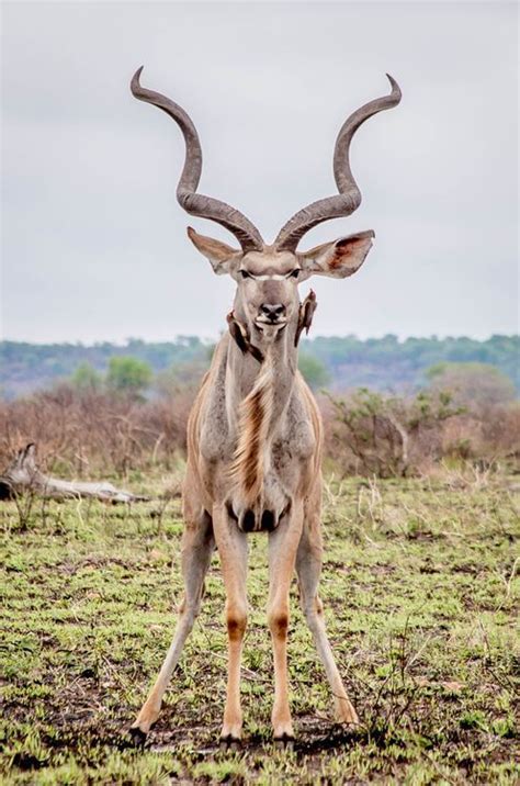 Lets Go Wild — The Kudu Is An Antelope Of Africa This One Comes