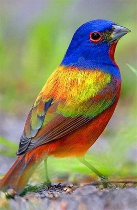 Painted Bunting Birds In All Their Primary Colored Glory I Can Has