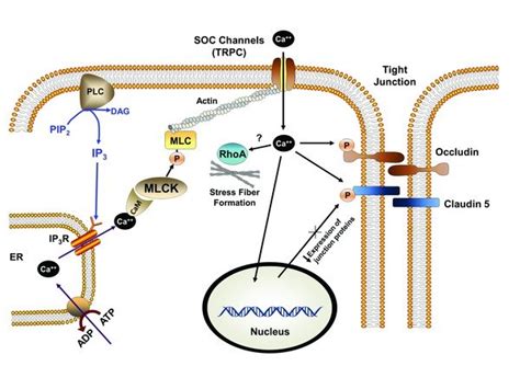 myosin light chain kinase mlck dependent endothelial tight junction download scientific