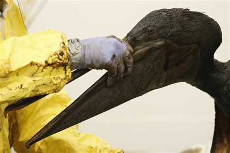 How Do Oil Spills Affect The Environment World Economic Forum