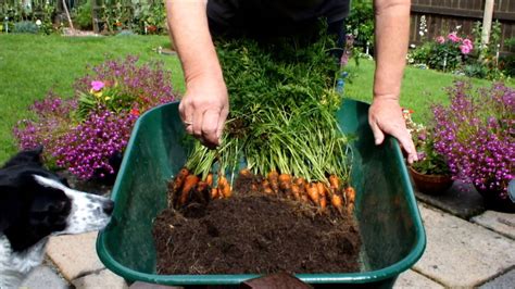 Grow Organic Carrots In Small 10 Inch Pots 1st Reveal Of