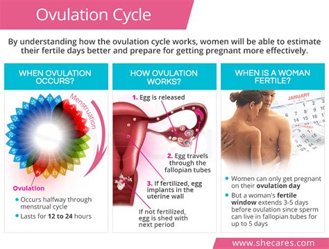 What Is Ovulation Understanding Ovulation Period Cycl Vrogue Co