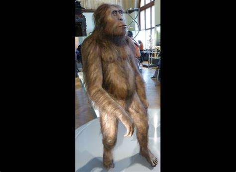 Australopithecus Afarensis Lucys Species Natural History Museum