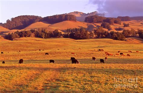 When you think of golden hour, you probably think of that gorgeous, soft, warm lighting at sunset. Golden Hour Lighting Haleakala Ranch Photograph by Jim Cazel