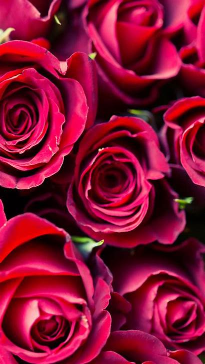 Iphone Roses Wallpapers Valentines Backgrounds Valentine Background