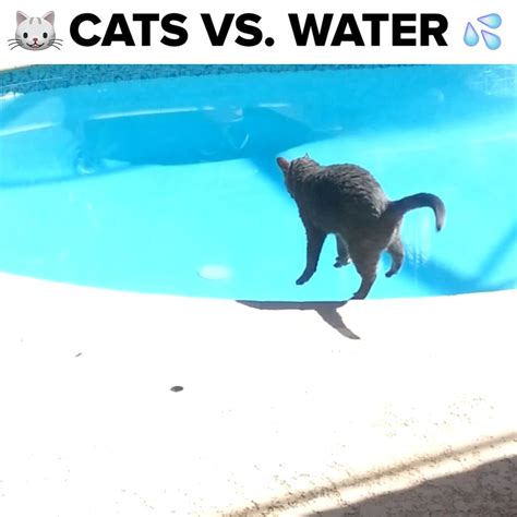 So Mean But So Funny Cats Vs Water Cats Animals Funny