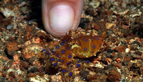The Blue Ringed Octopus Small Vibrant And Exceptionally Deadly