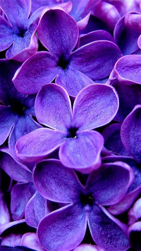 Pretty Purple Flowers Quotes Quotesgram