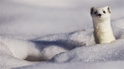 Pictures Snowy Stoat