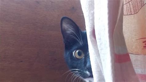 Funny Cat Peeking Youtube