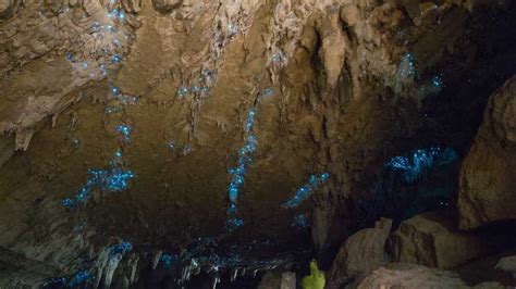Kawiti Glow Worm Cave Tour And Opua Kauri Forest Walk Getyourguide